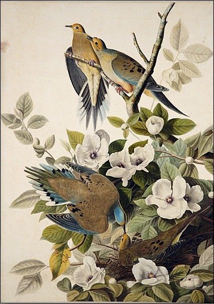 John James Audubon Carolina Pigeon, Mourning Dove